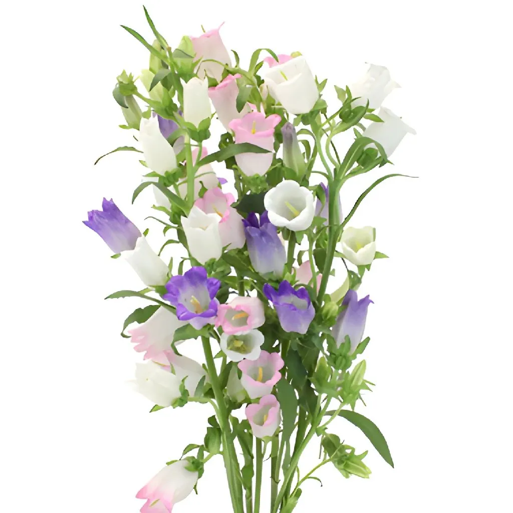 Assorted Campanula Bellflowers