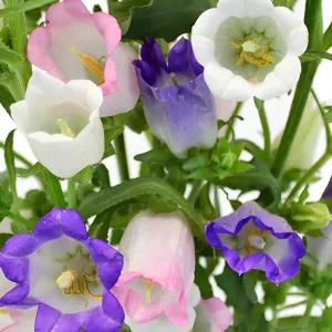 Assorted Campanula Bellflowers