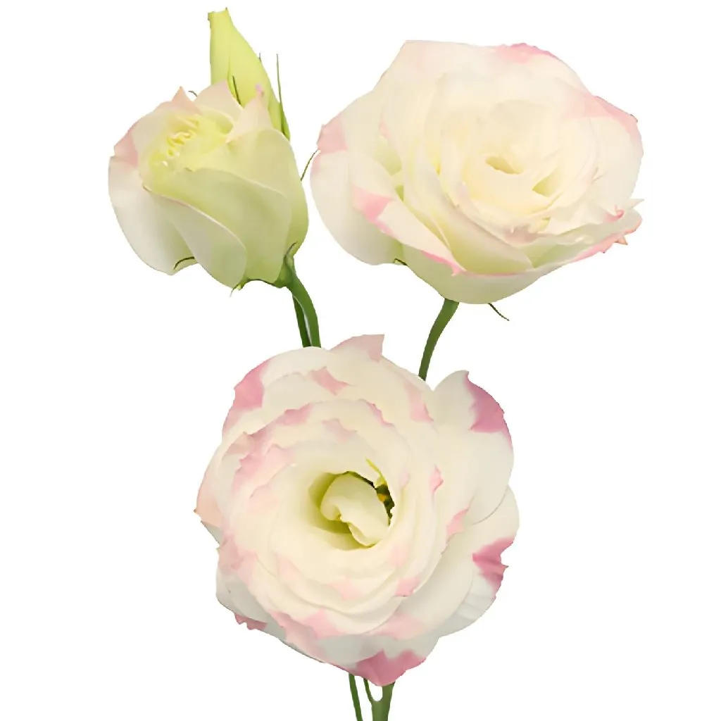 Kiss of Blush Lisianthus Wholesale Flower