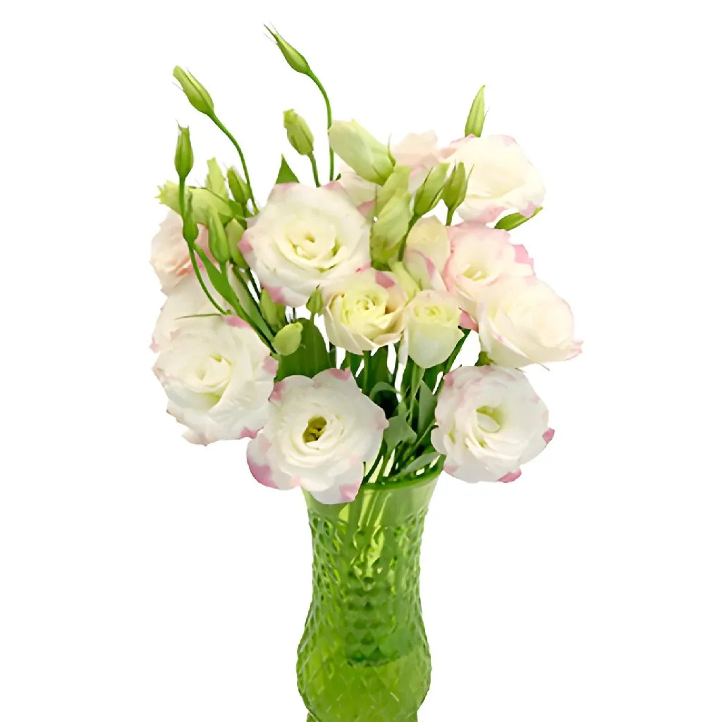 Kiss of Blush Lisianthus Wholesale Flower