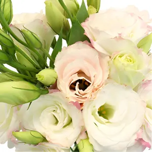 Kiss of Blush Lisianthus Wholesale Flower