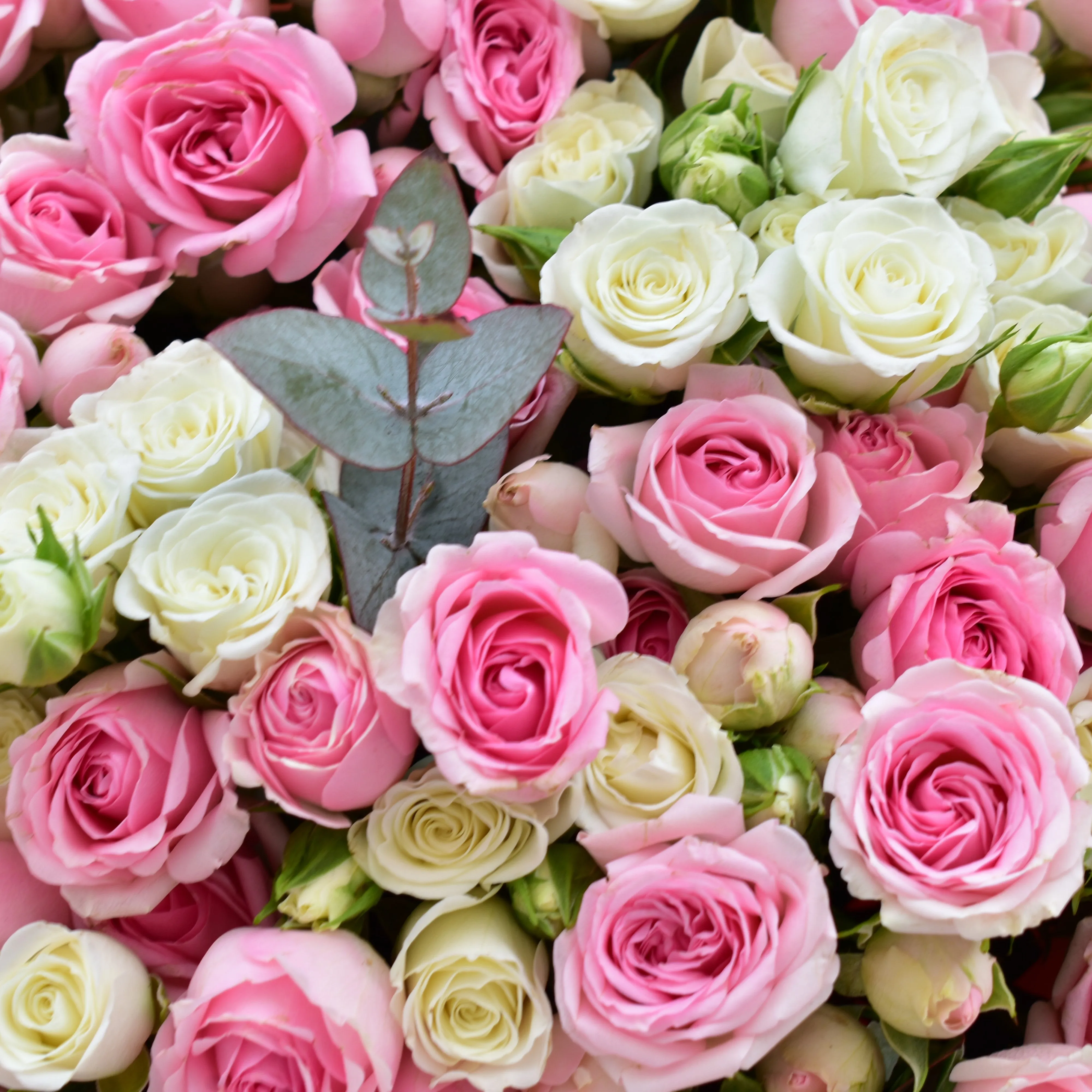 My Sweetie - Baby Roses