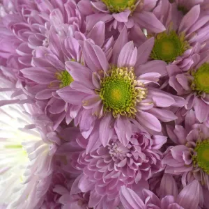 Sugar Plum Fairy Flower Pack