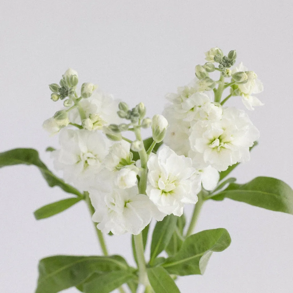 White Spray Stock Flower