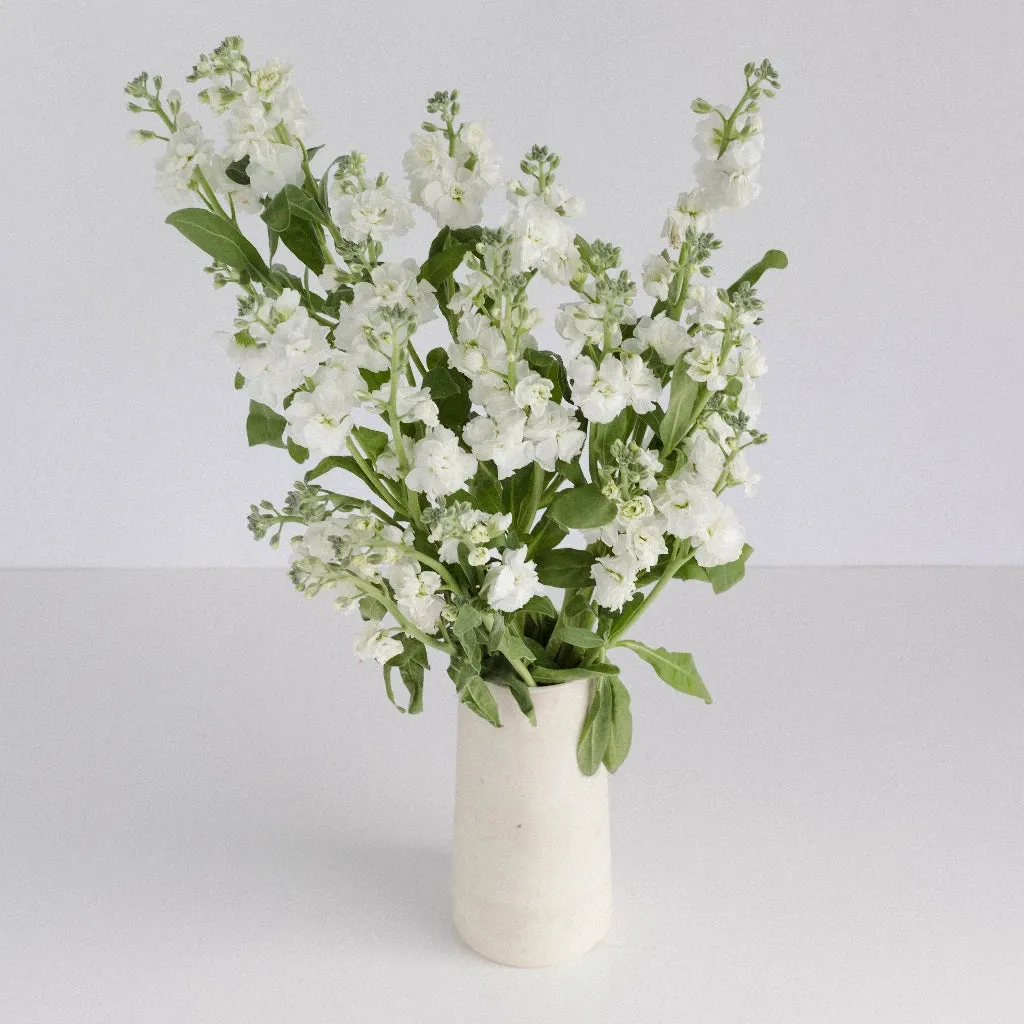 White Spray Stock Flower